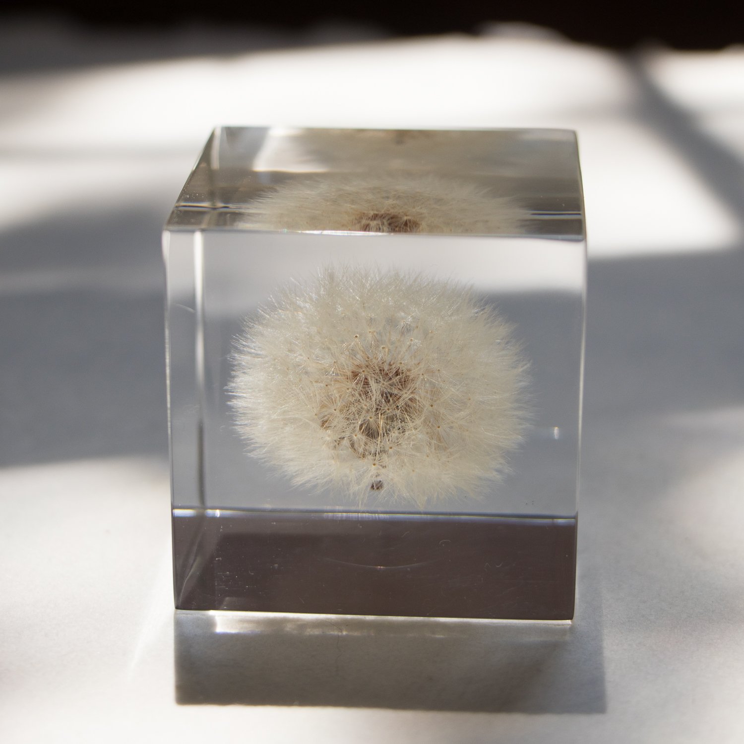 Sola Cube: Dandelion Large 2.0x2.0x2.0