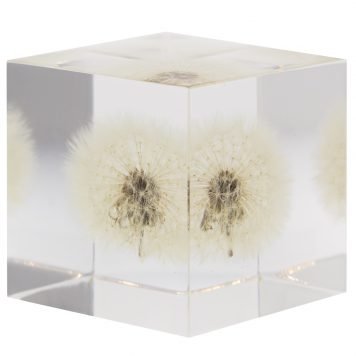 Sola Cube: Dandelion Large 2.0x2.0x2.0