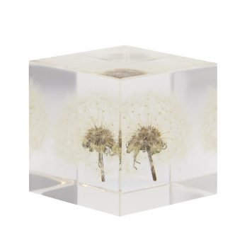 Sola Cube: Dandelion Small 1.6x1.6x1.6