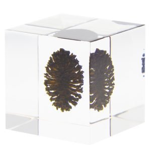 Sola Cube: Nogurumi
